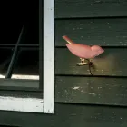 Utomhusvägglampa i emaljerad toskansk majolika Tillverkad i Italien - Uccellino Viadurini