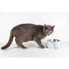 Hundar och katter skål i vit Carrara marmor tillverkad i Italien - Ciotta Viadurini