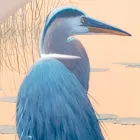 Sammansättning av trämålningar med fågeltryck gjord i Italien - Belize Viadurini