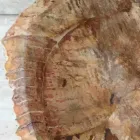 Stående stående tvättställ av fossilt trä, unikt design Viadurini