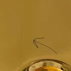 Modernt bänkhandfat i guldkeramik tillverkat i Italien Sofia Viadurini