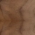 Vadderad stol med bas av ekträ Tillverkad i Italien - Sebastian Viadurini